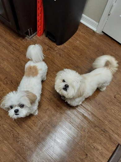 Henry and Pebbles